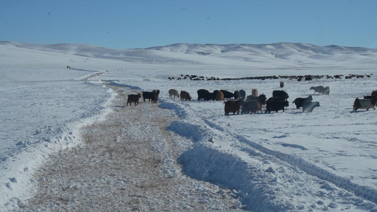 ЗҮҮН АЙМГУУДЫН НУТГИЙН ЗҮҮН ХЭСГЭЭР ЦАС ОРЖ, ЦАСАН ШУУРГА ШУУРНА