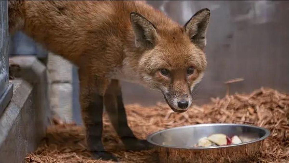 УЛААН ҮНЭГ ХЭДЭН МЯНГАН МИЛЬ ЗАЙ ТУУЛАН АТЛАНТЫН ДАЛАЙ ГАТЛАН АЯЛЖЭЭ