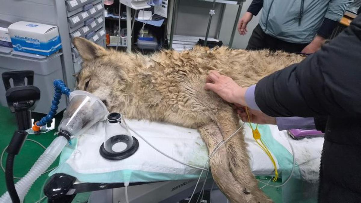 АМЬТНЫ ХҮРЭЭЛЭНГЭЭС ОРГОСОН ЧОНЫГ 9 ХОНОГИЙН ДАРАА БАРЬЖЭЭ