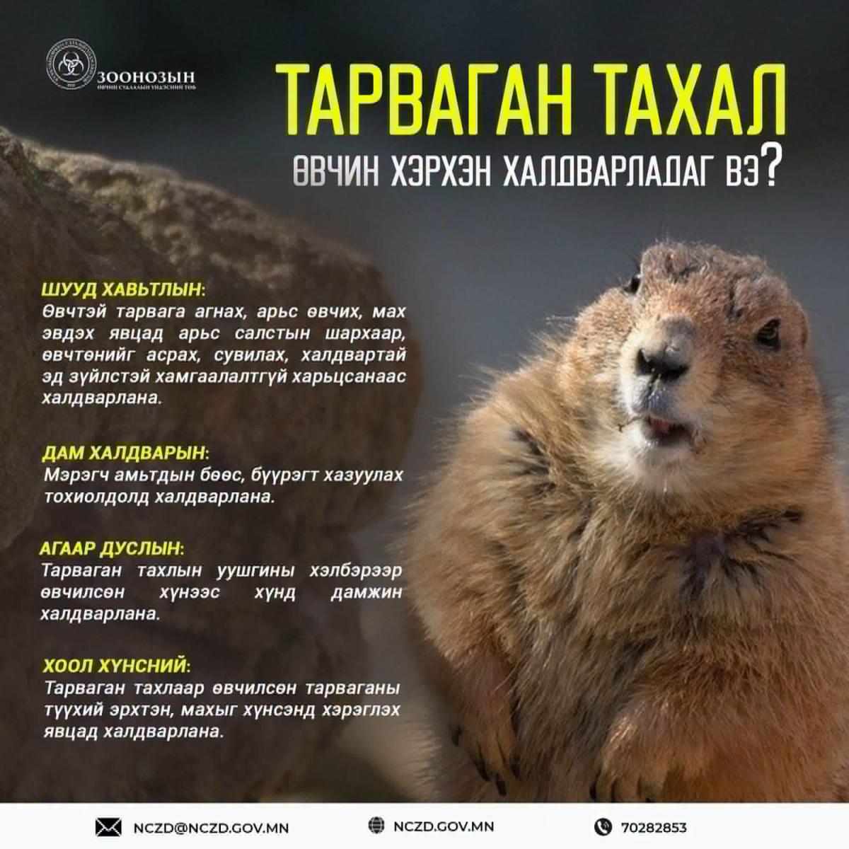 ТАРВАГАН ТАХАЛ ӨВЧНИЙ СЭЖИГТЭЙ ТОХИОЛДОЛ БҮРТГЭГДЛЭЭ